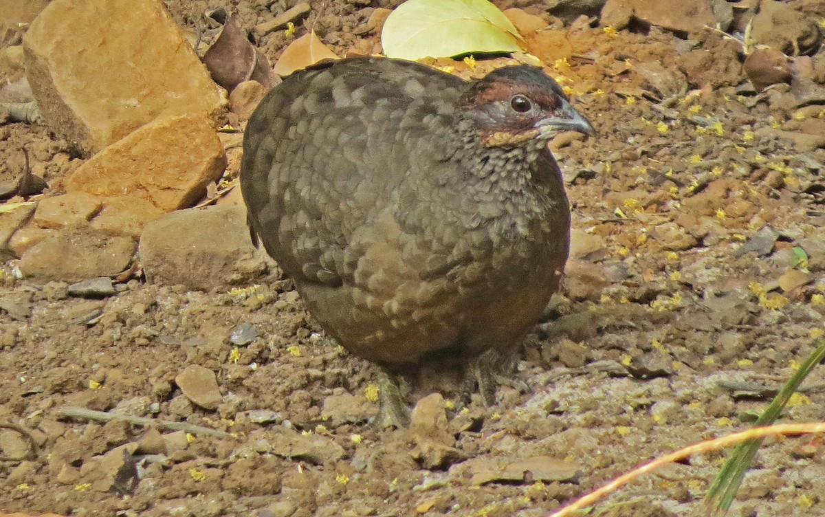 Painted Spurfowl - ML130174421