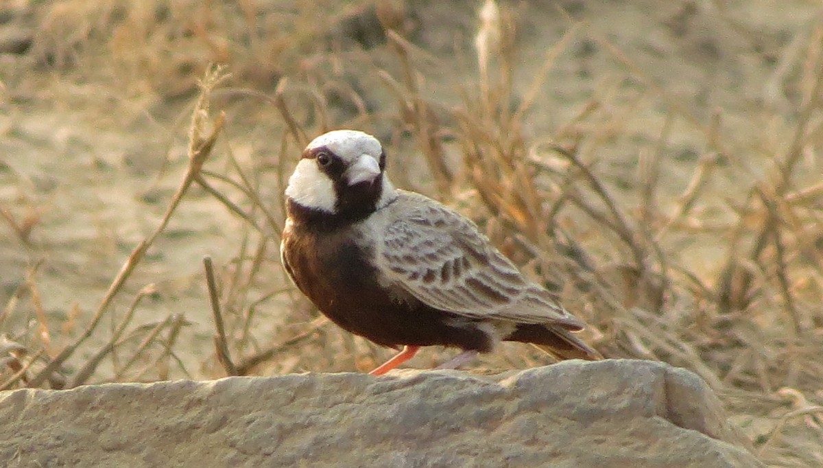 Ashy-crowned Sparrow-Lark - ML130175341