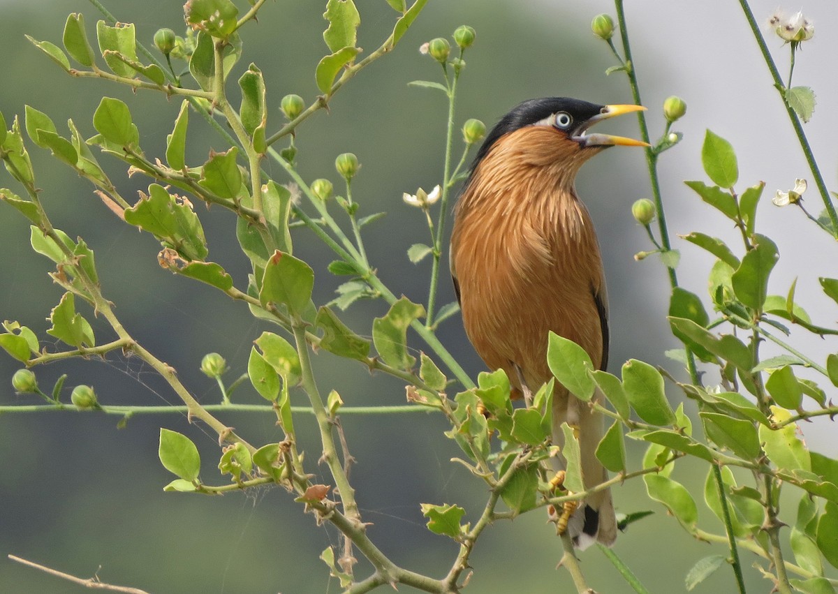 Brahminy Starling - ML130175431