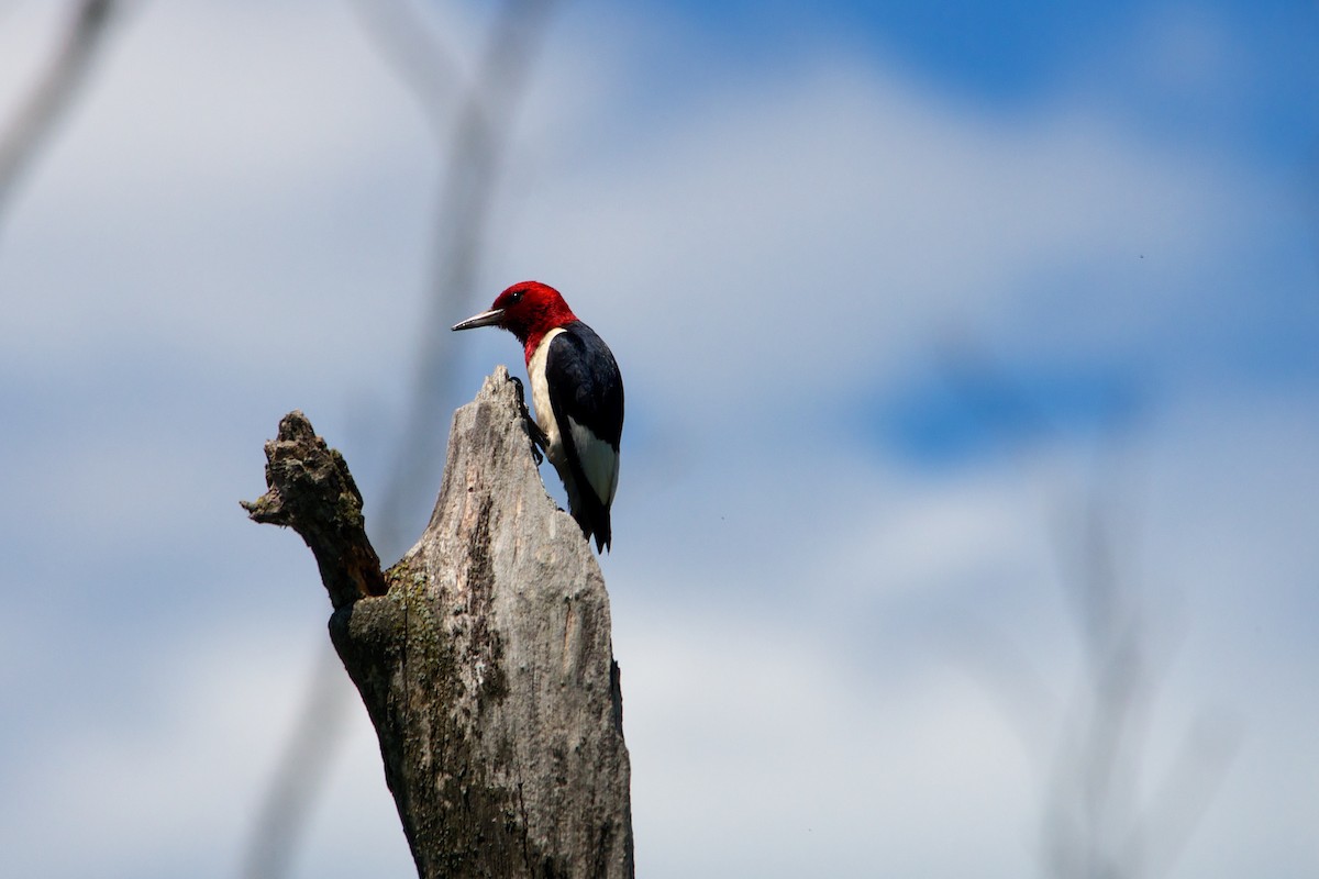 Red-headed Woodpecker - Ben McGann