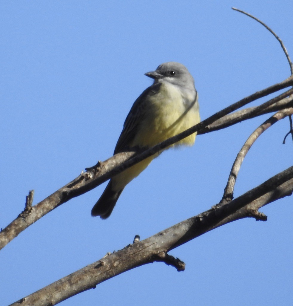 Cassin's Kingbird - ML130179351
