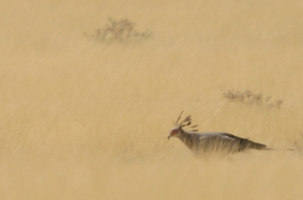 Secretarybird - Don Roberson