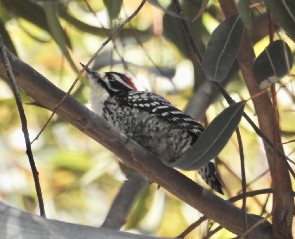 Nuttall's Woodpecker - ML130179941
