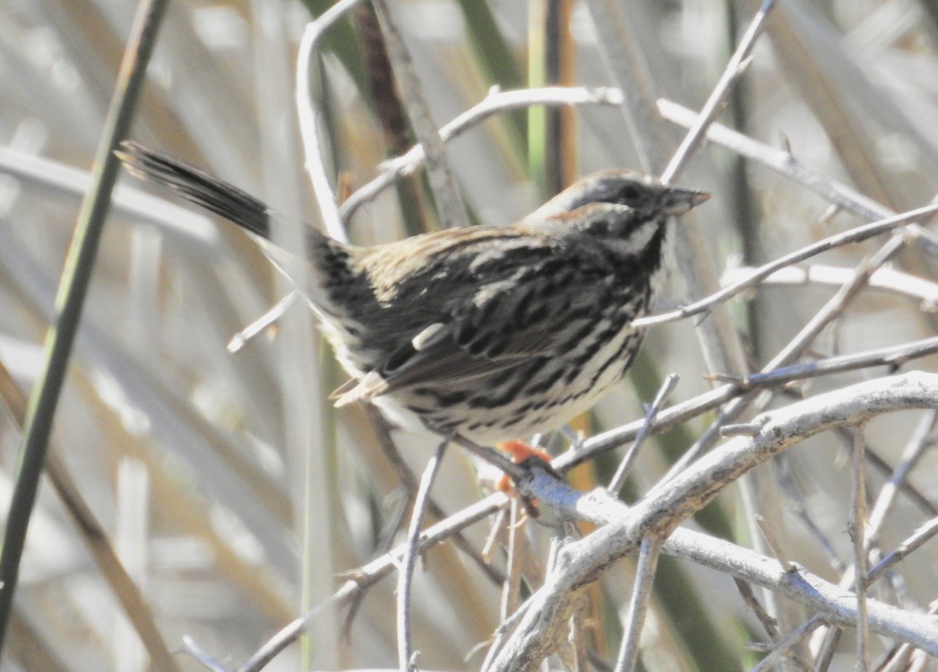 Song Sparrow - ML130180141