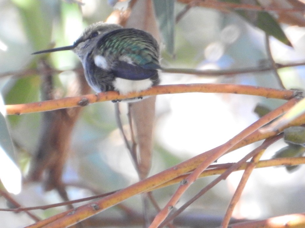 Anna's Hummingbird - ML130181071
