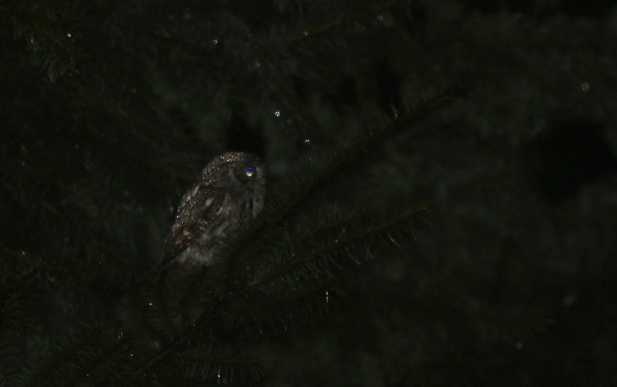 Western Screech-Owl - ML130182661