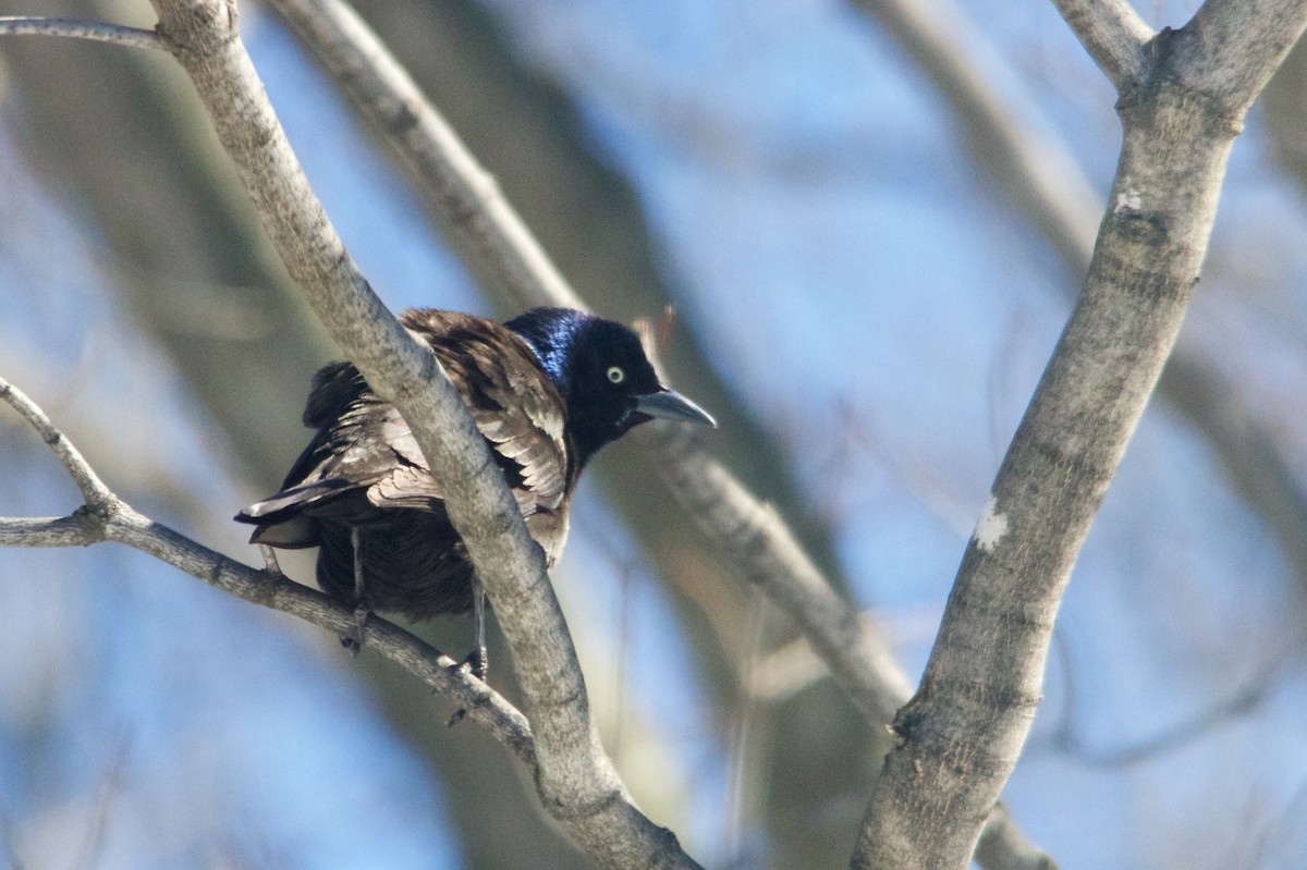 Common Grackle - ML130183971