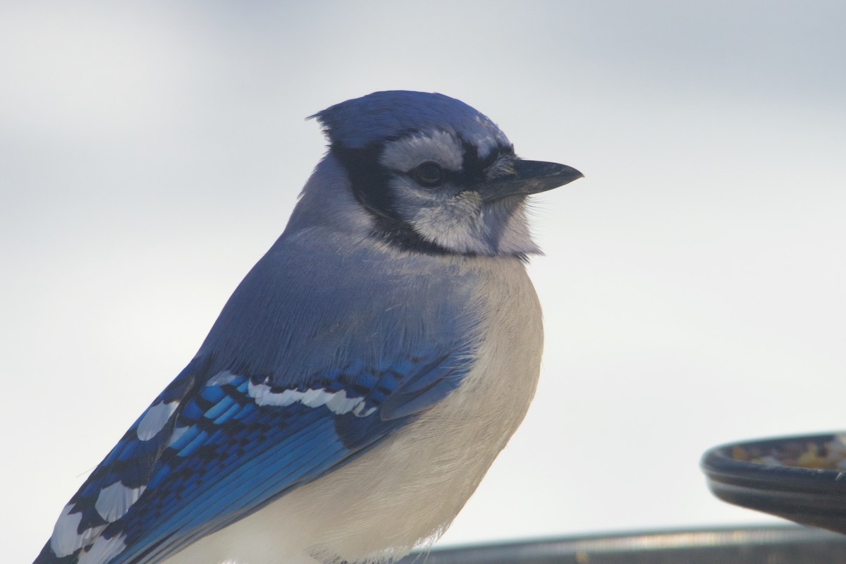 Blue Jay - ML130184011