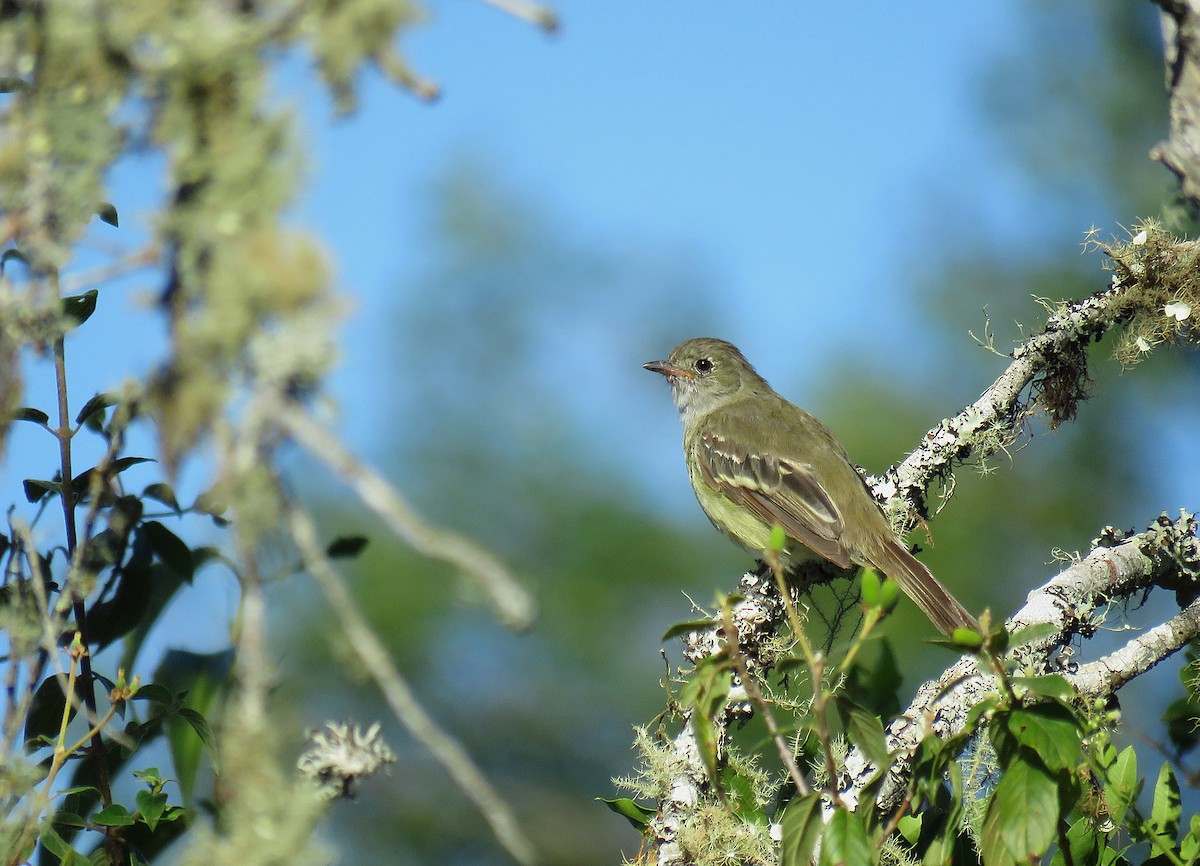 Olivaceous Elaenia - ML130184821