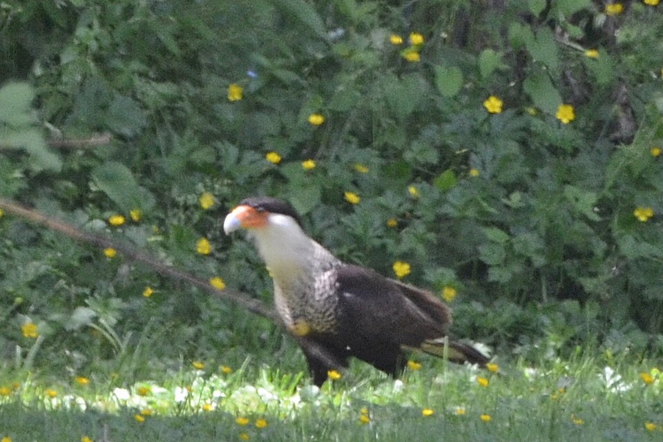 Crested Caracara (Northern) - ML130185921