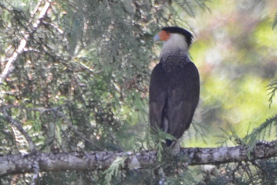 Caracara huppé (cheriway) - ML130186341