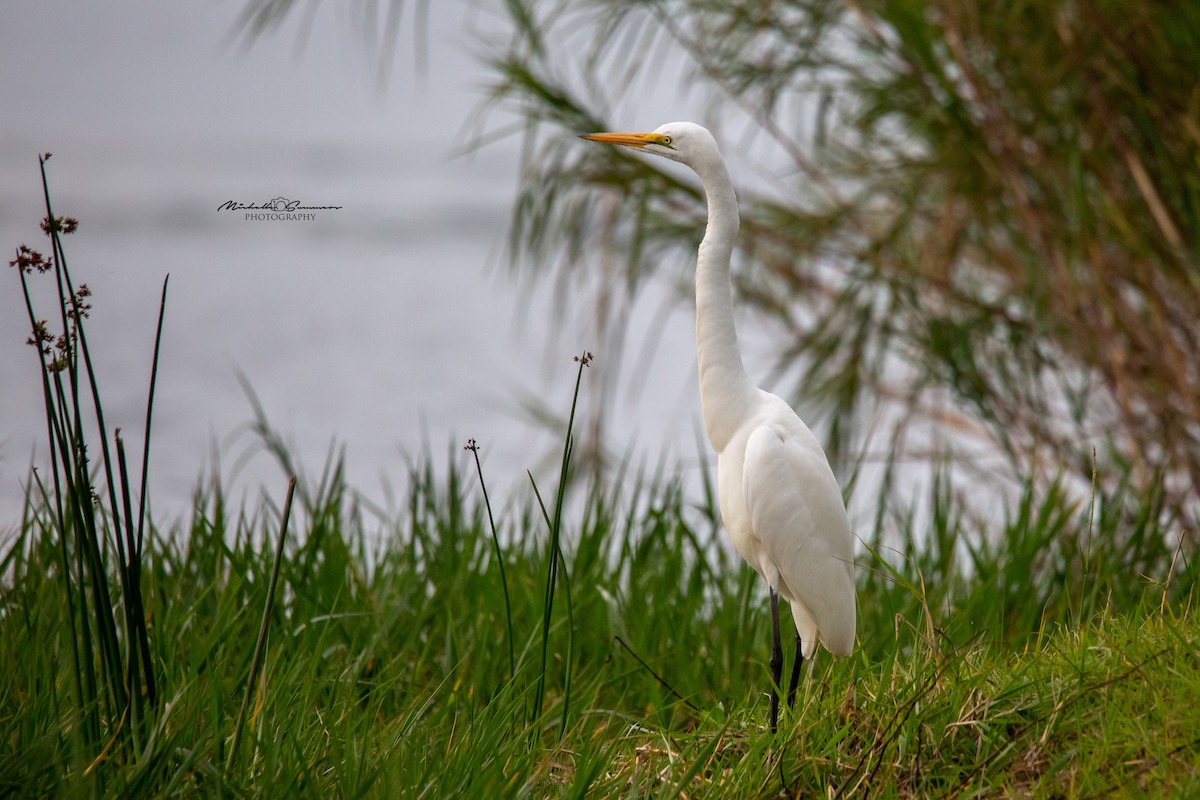 Great Egret - ML130187641