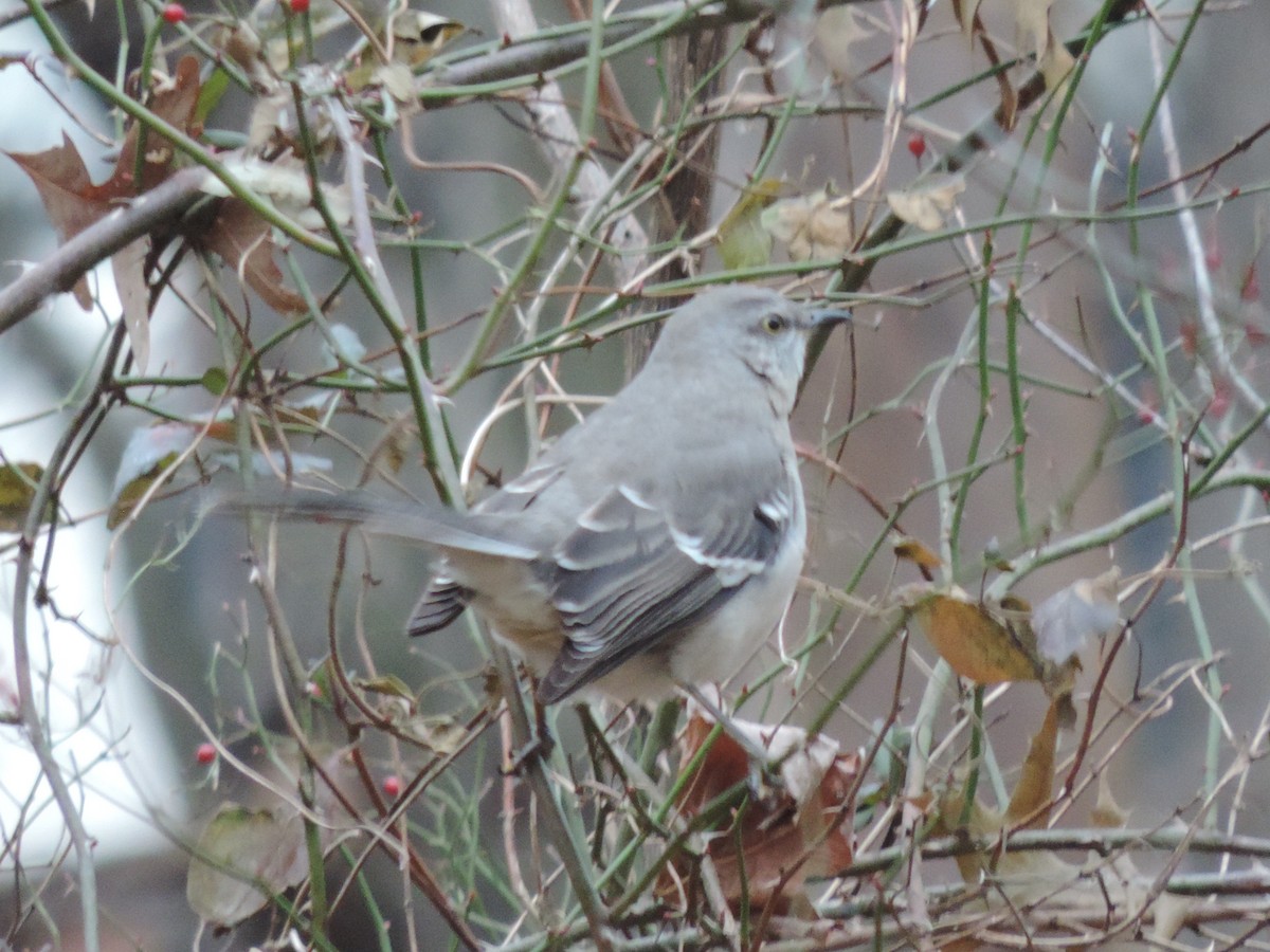 Northern Mockingbird - ML130187791