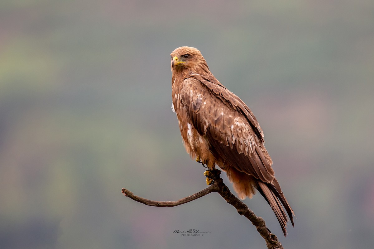 Black Kite (Yellow-billed) - Michelle Summers