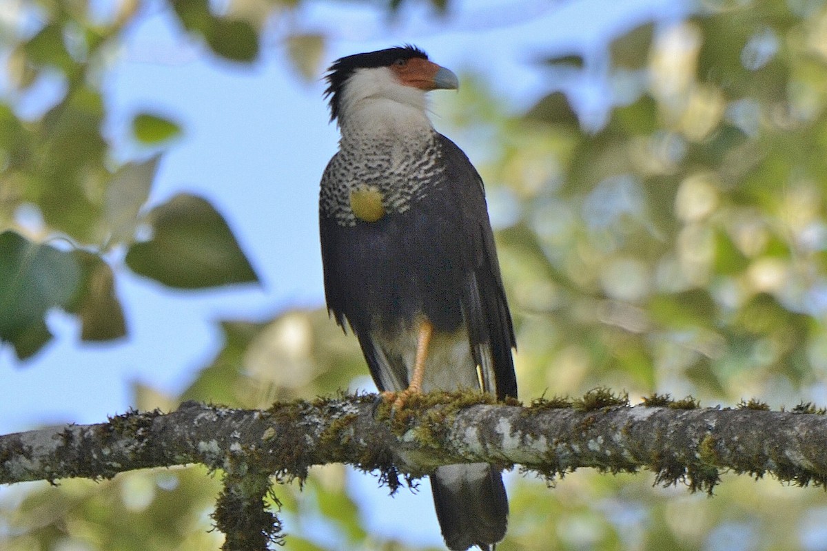 Caracara Carancho (norteño) - ML130188141