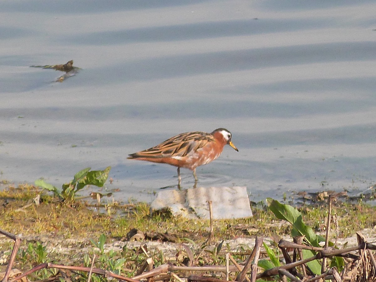 Red Phalarope - Ron and Tracy George-Snyder