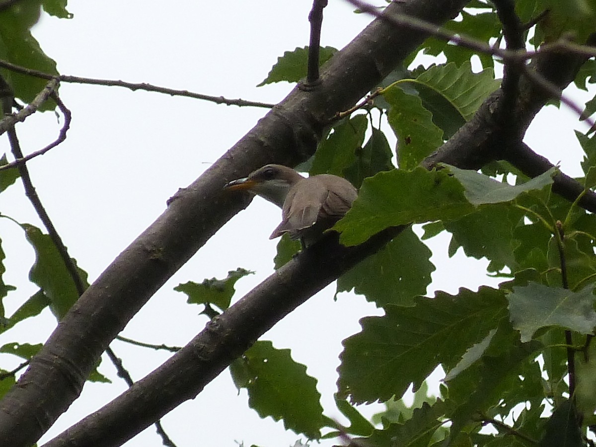 Yellow-billed Cuckoo - ML130188251