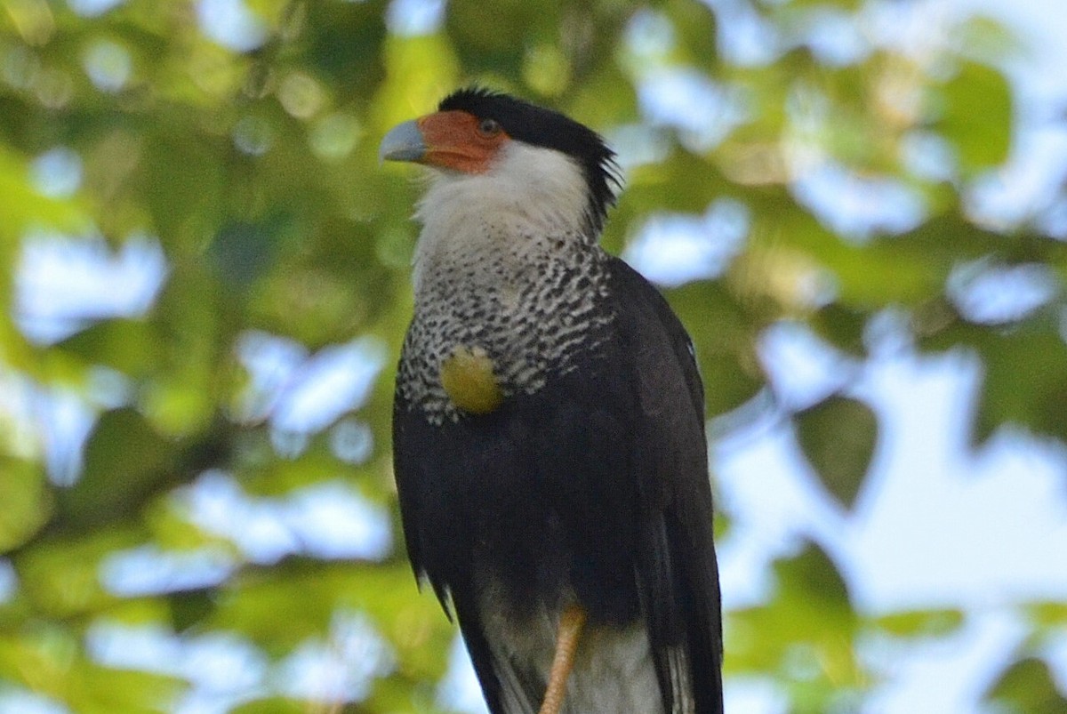 Caracara Carancho (norteño) - ML130188271