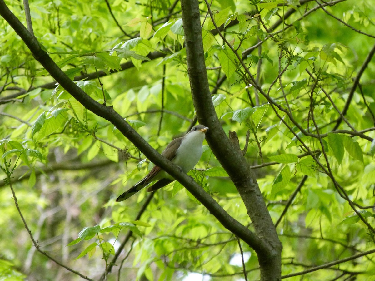 Yellow-billed Cuckoo - ML130189221