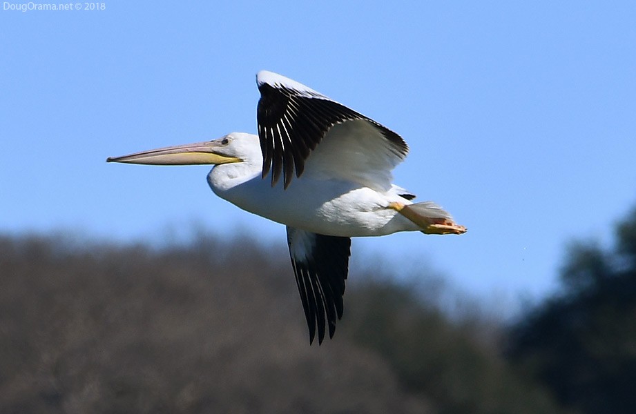 American White Pelican - ML130189291