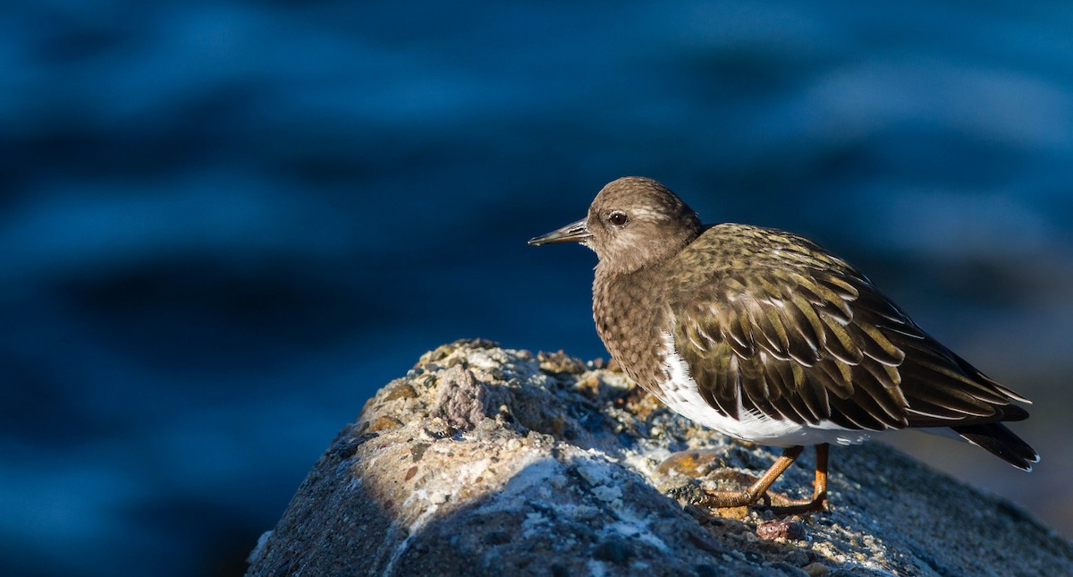 Black Turnstone - ML130189761