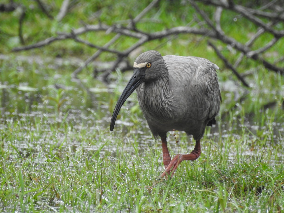 Plumbeous Ibis - ML130190591