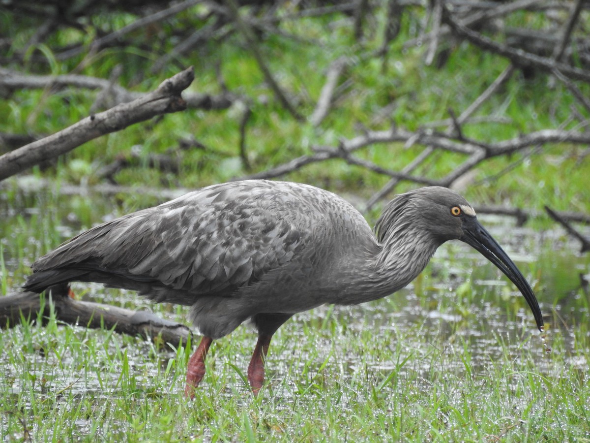 ibis běločelý - ML130190661