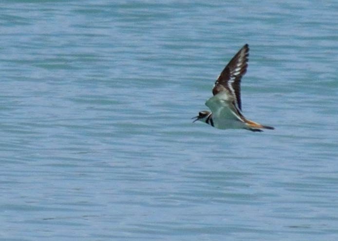 Killdeer - Heidi Ware Carlisle