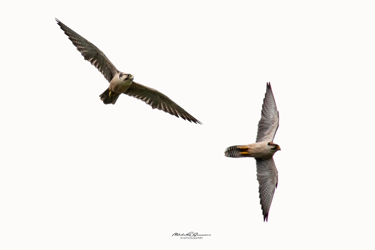 Lanner Falcon - Michelle Summers