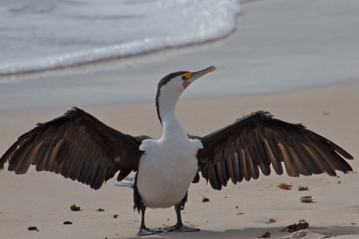 Pied Cormorant - Ron Shrieves