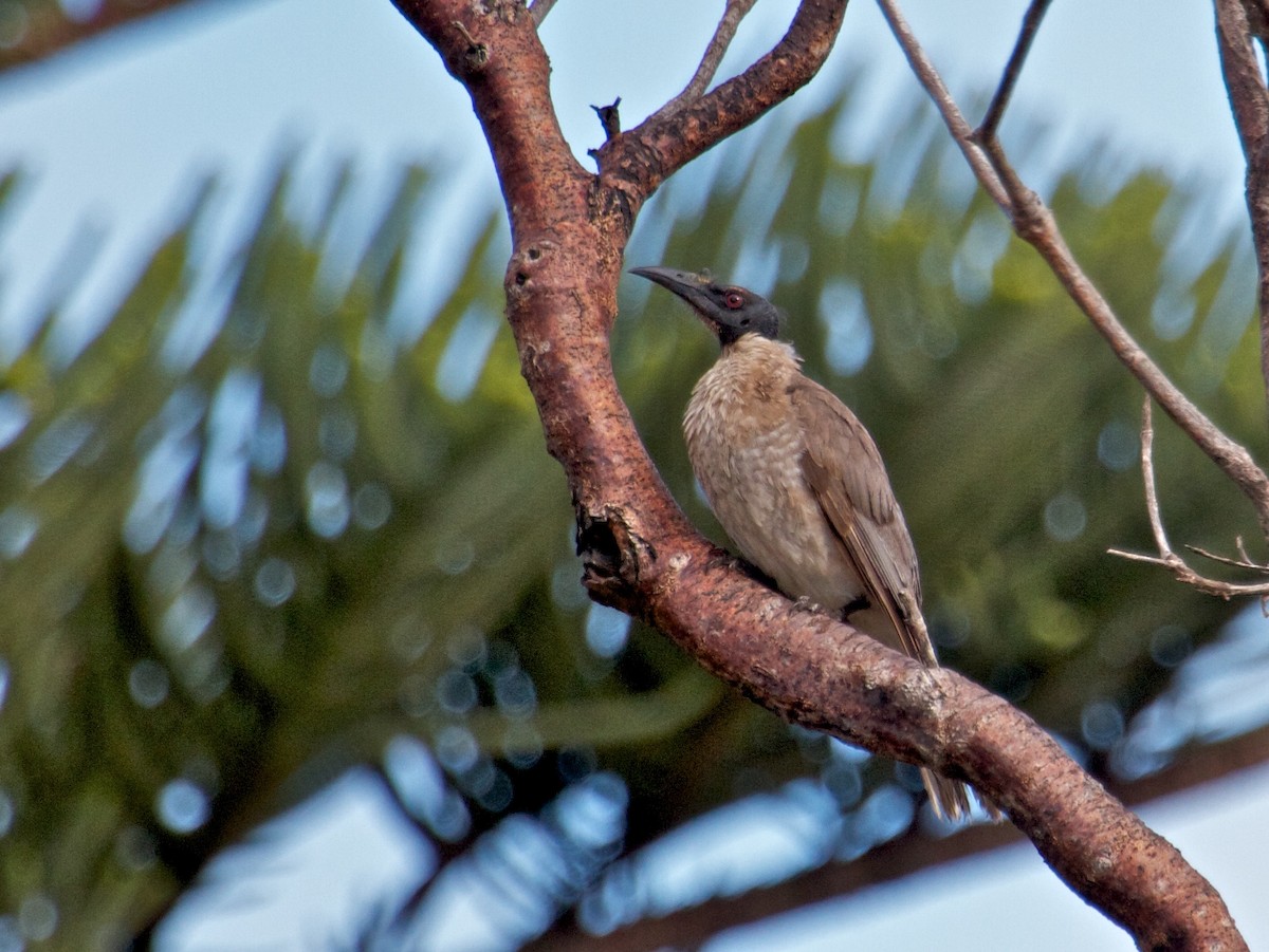 Noisy Friarbird - ML130192671