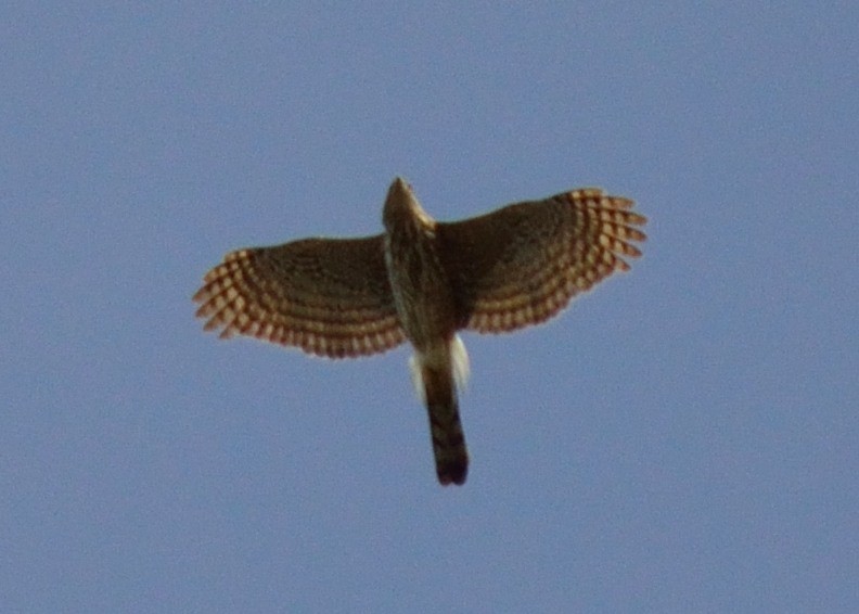 Gundlach's Hawk - Heidi Ware Carlisle