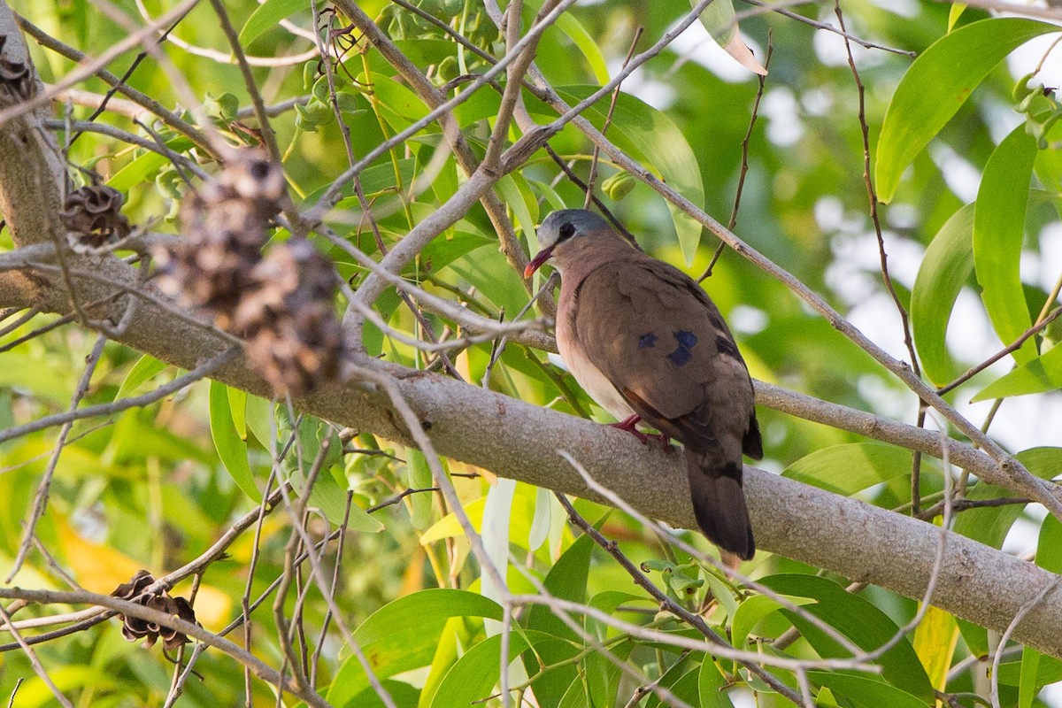 Blue-spotted Wood-Dove - Rhys Marsh