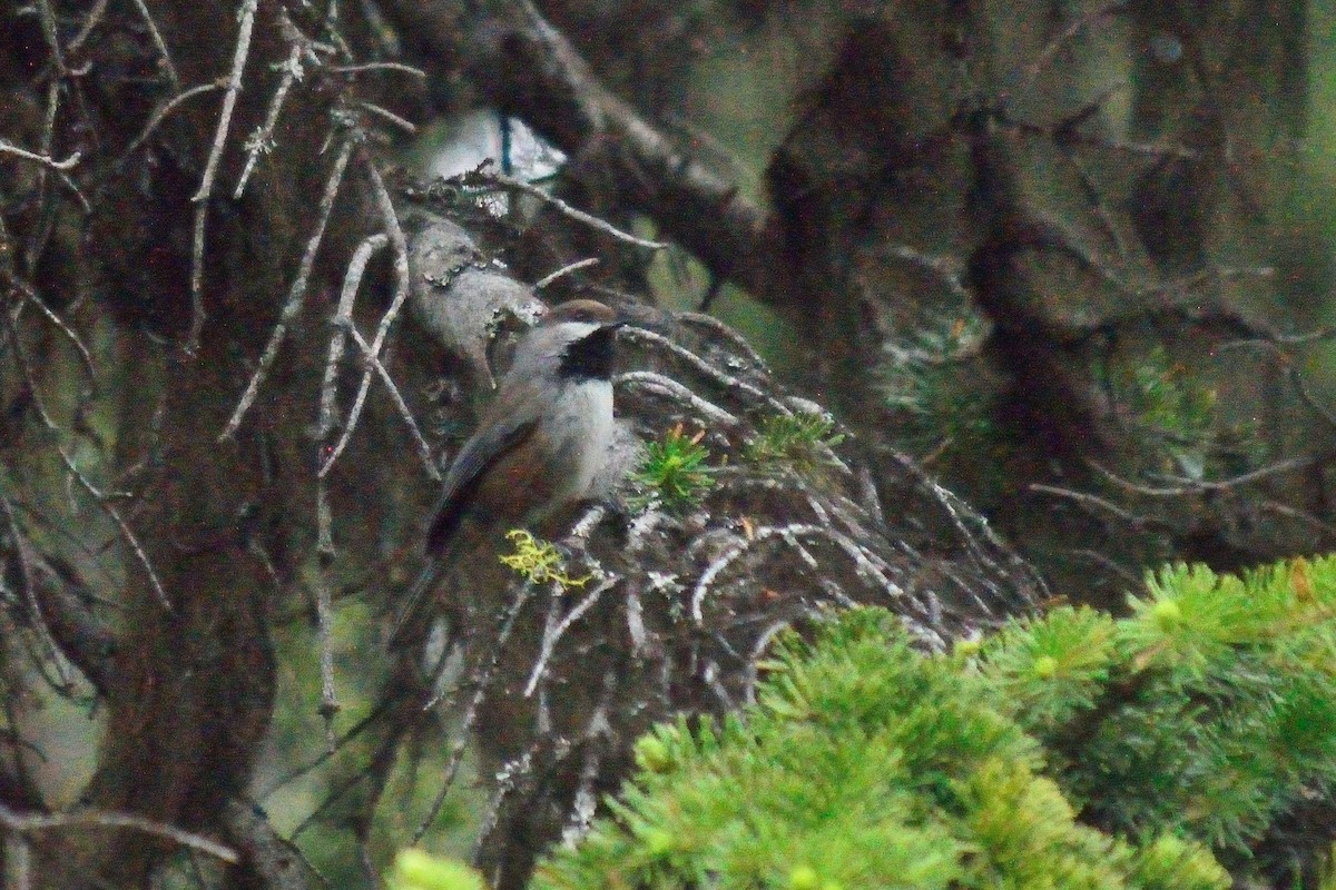 Boreal Chickadee - ML130193051