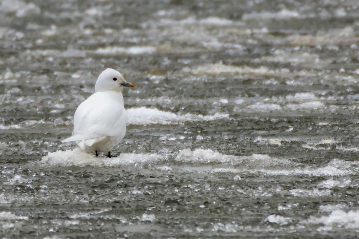 Ivory Gull - ML130193071
