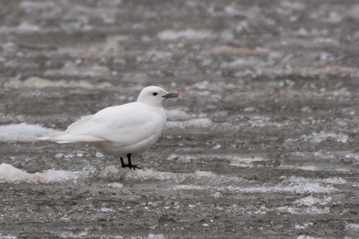 Ivory Gull - ML130193131