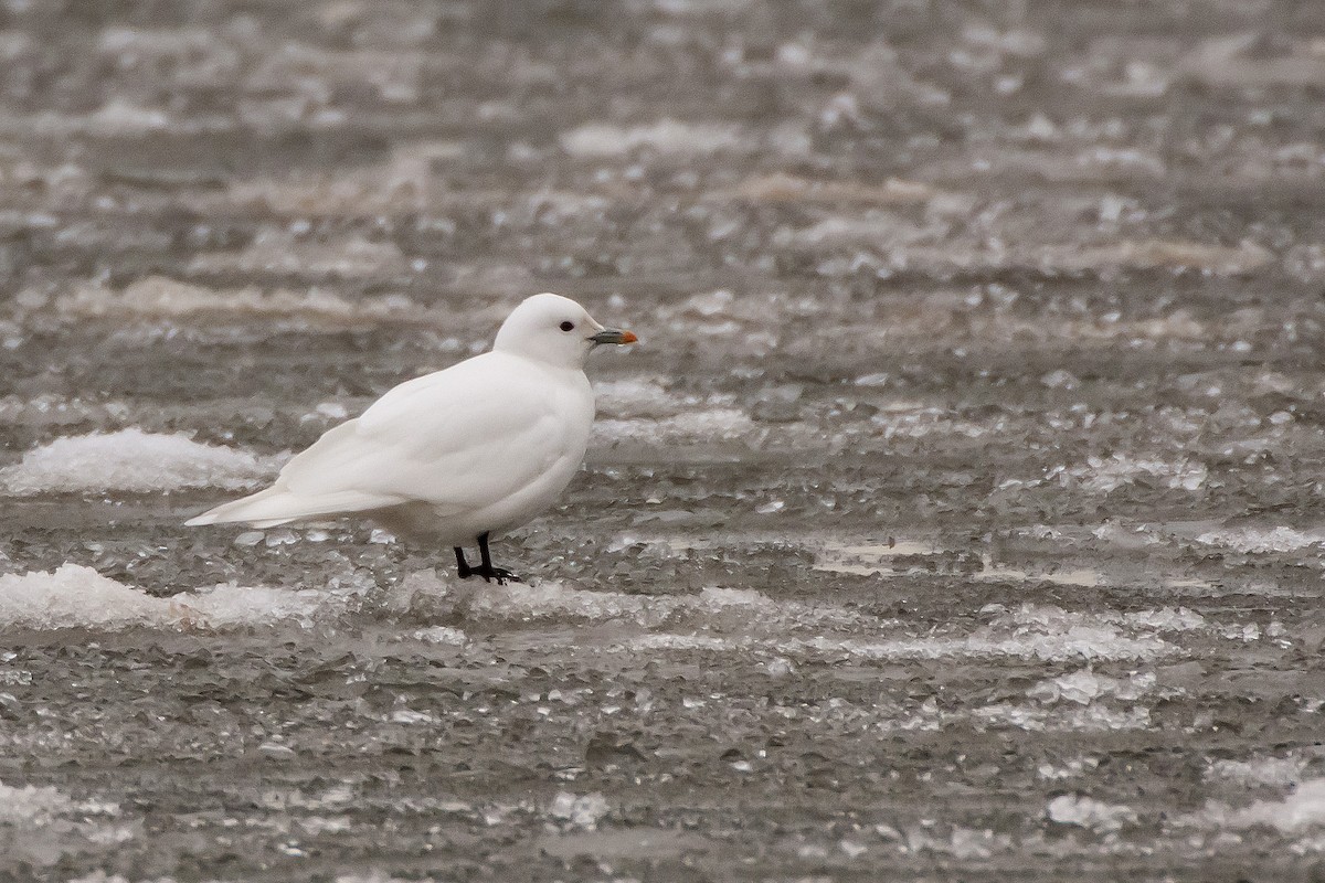 Ivory Gull - ML130193171