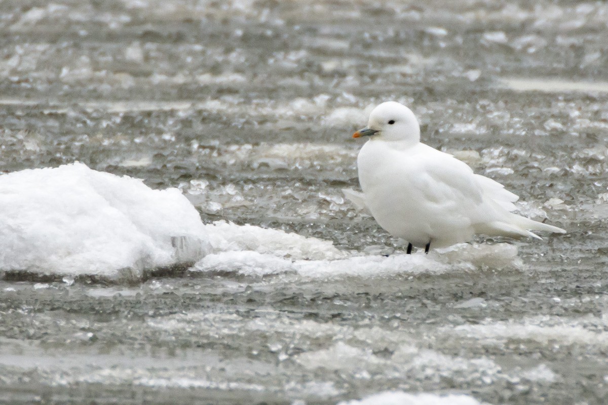 Ivory Gull - ML130193231
