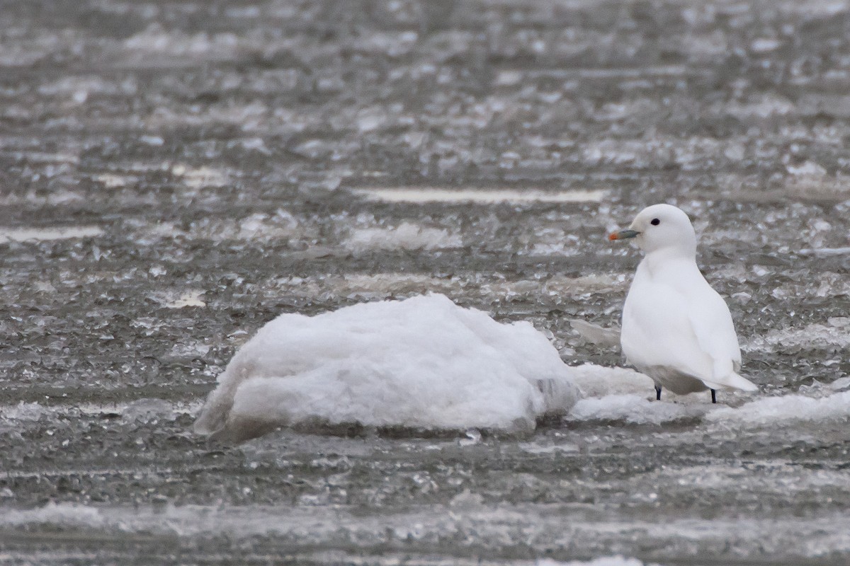 Ivory Gull - ML130193271