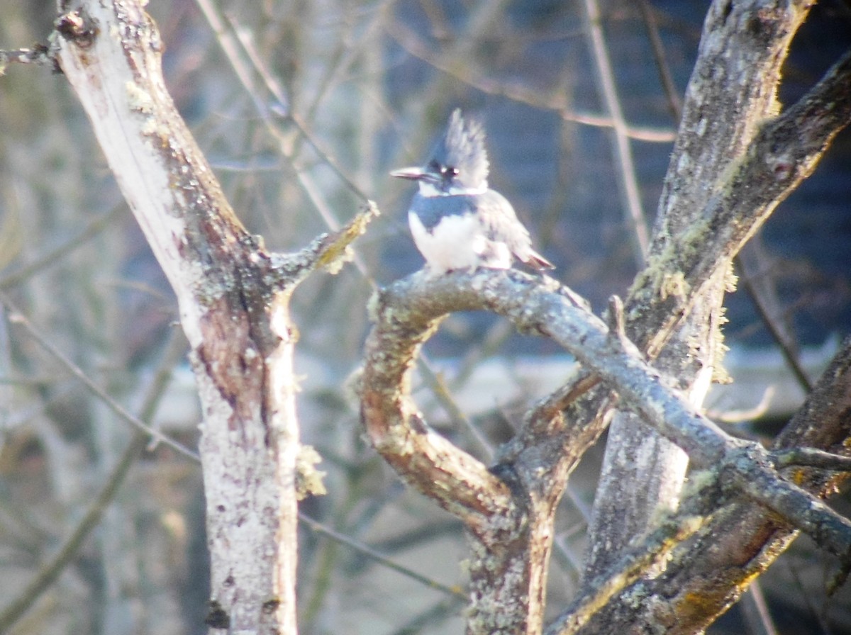 Belted Kingfisher - ML130194141