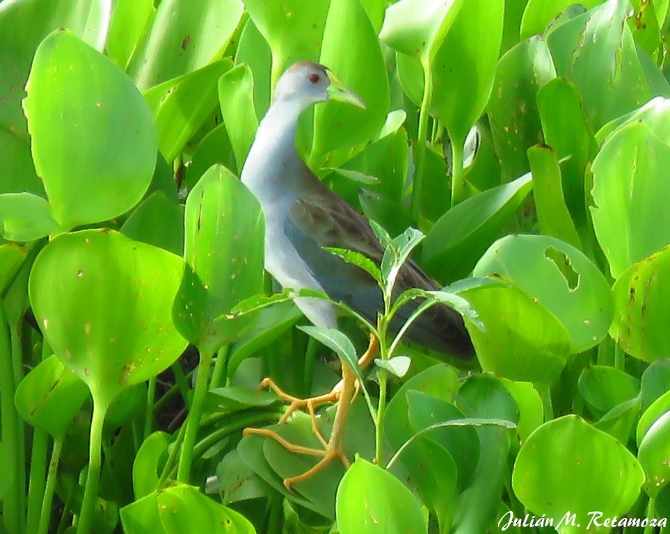 Azure Gallinule - Julián Retamoza