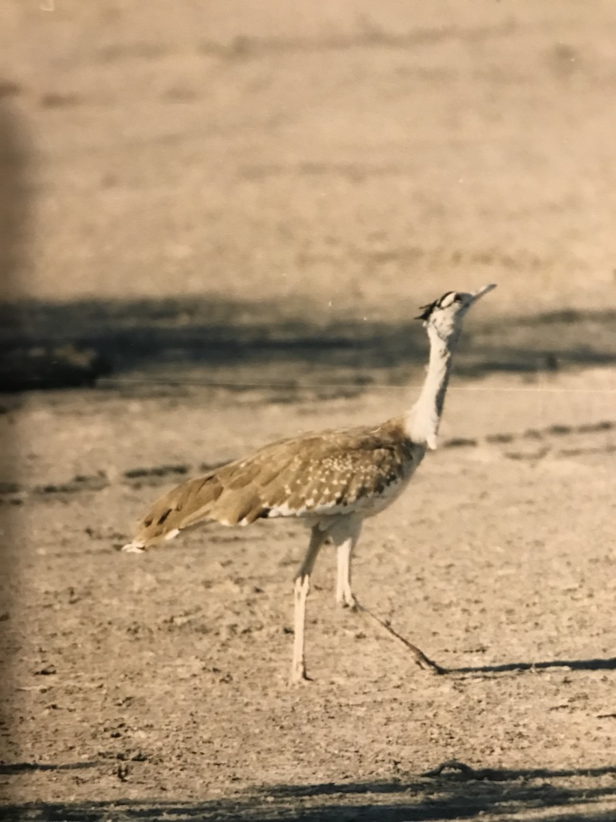 Arabian Bustard - ML130196761