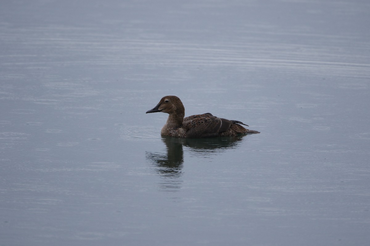 Eider à tête grise - ML130197021