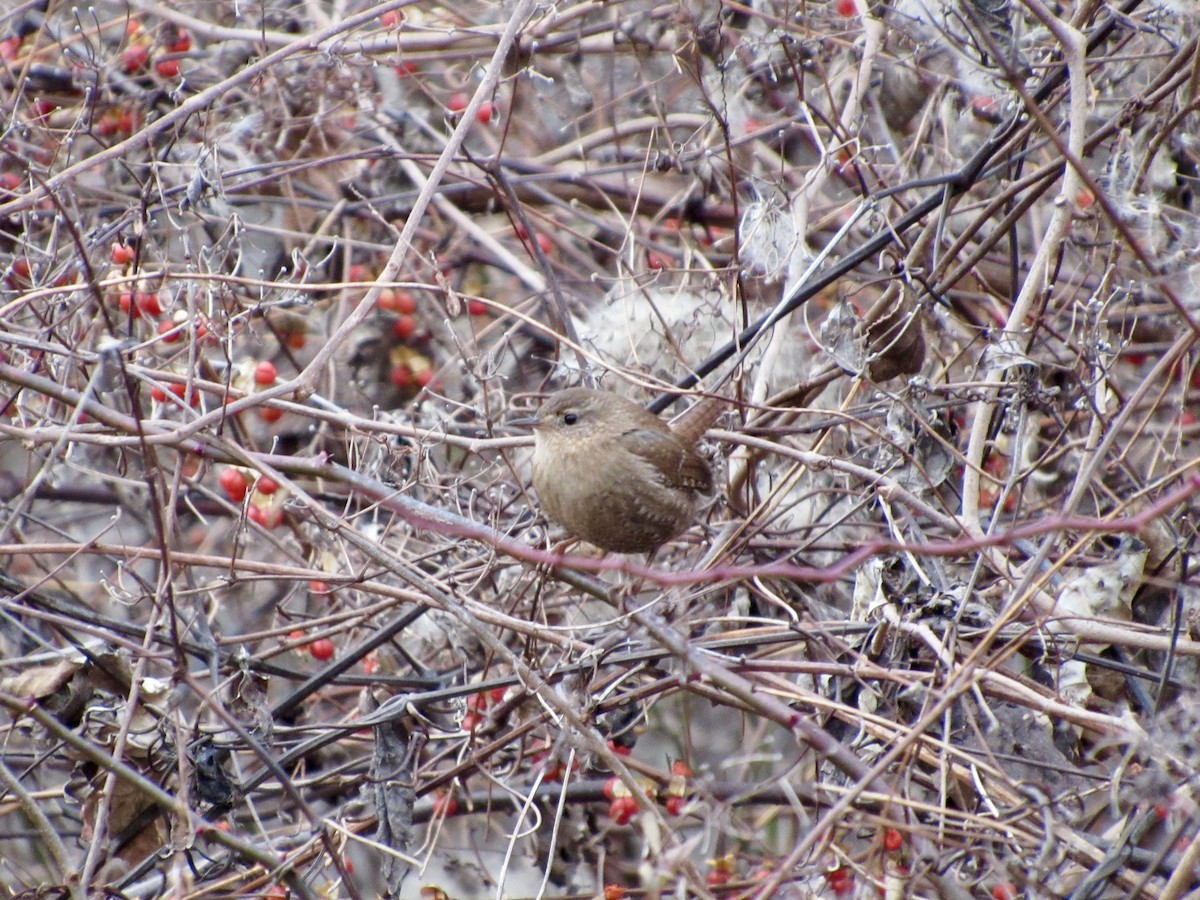 Winter Wren - ML130198881