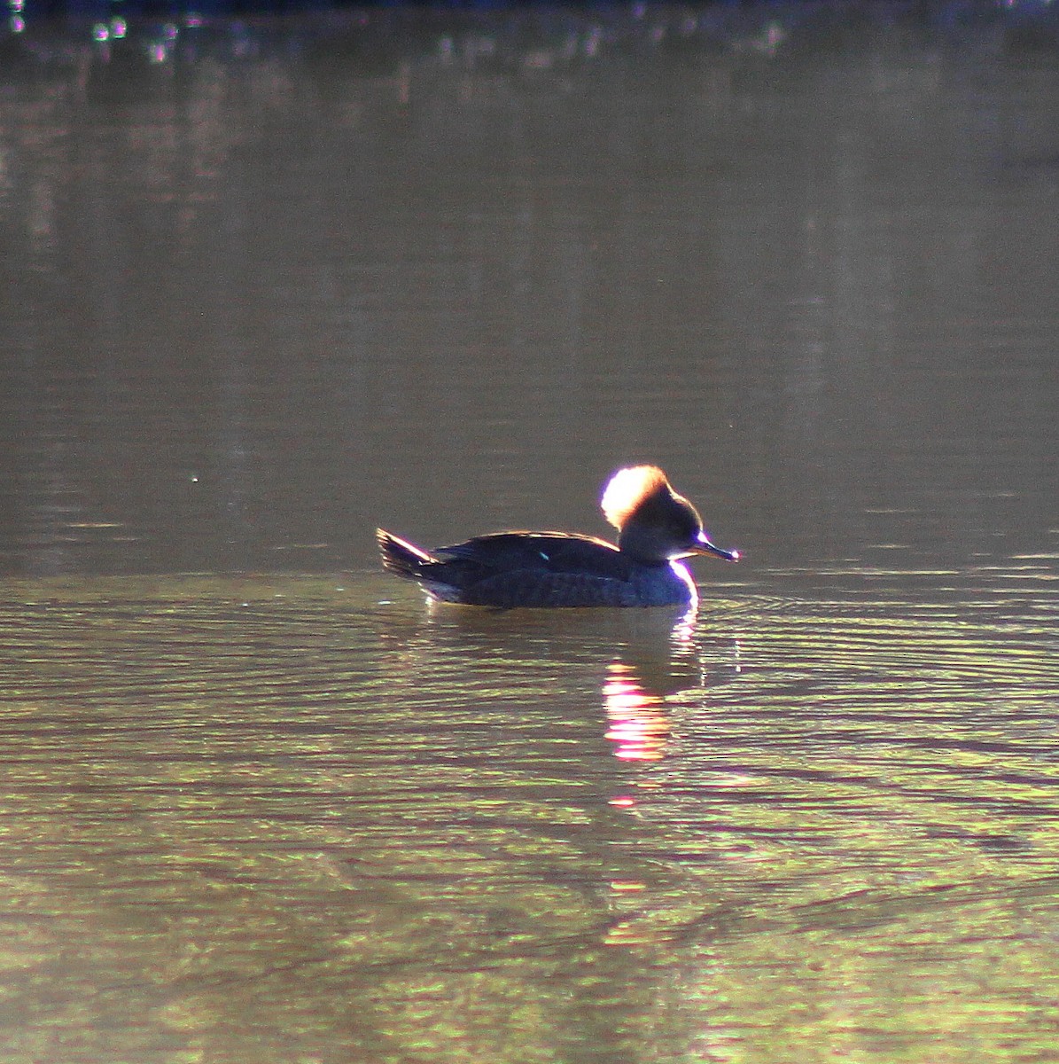 Hooded Merganser - ML130200441