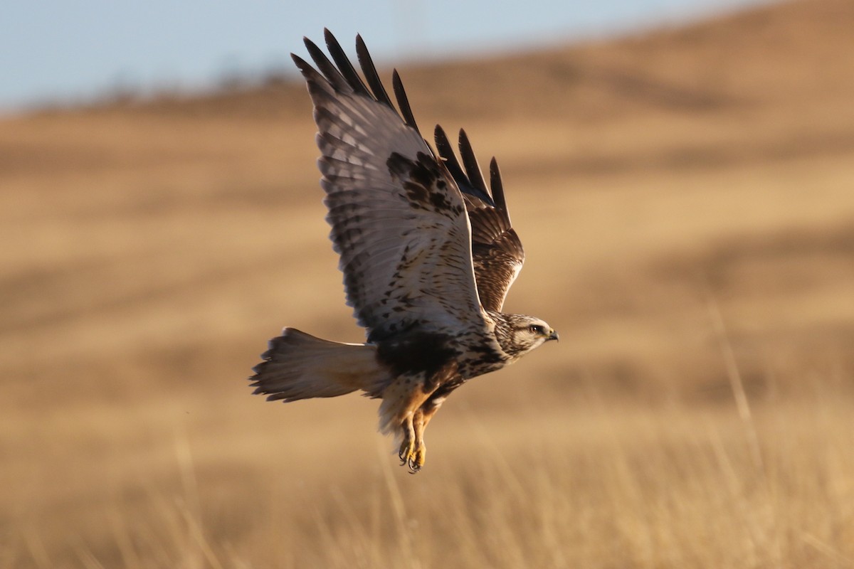 Rough-legged Hawk - Chris Benesh