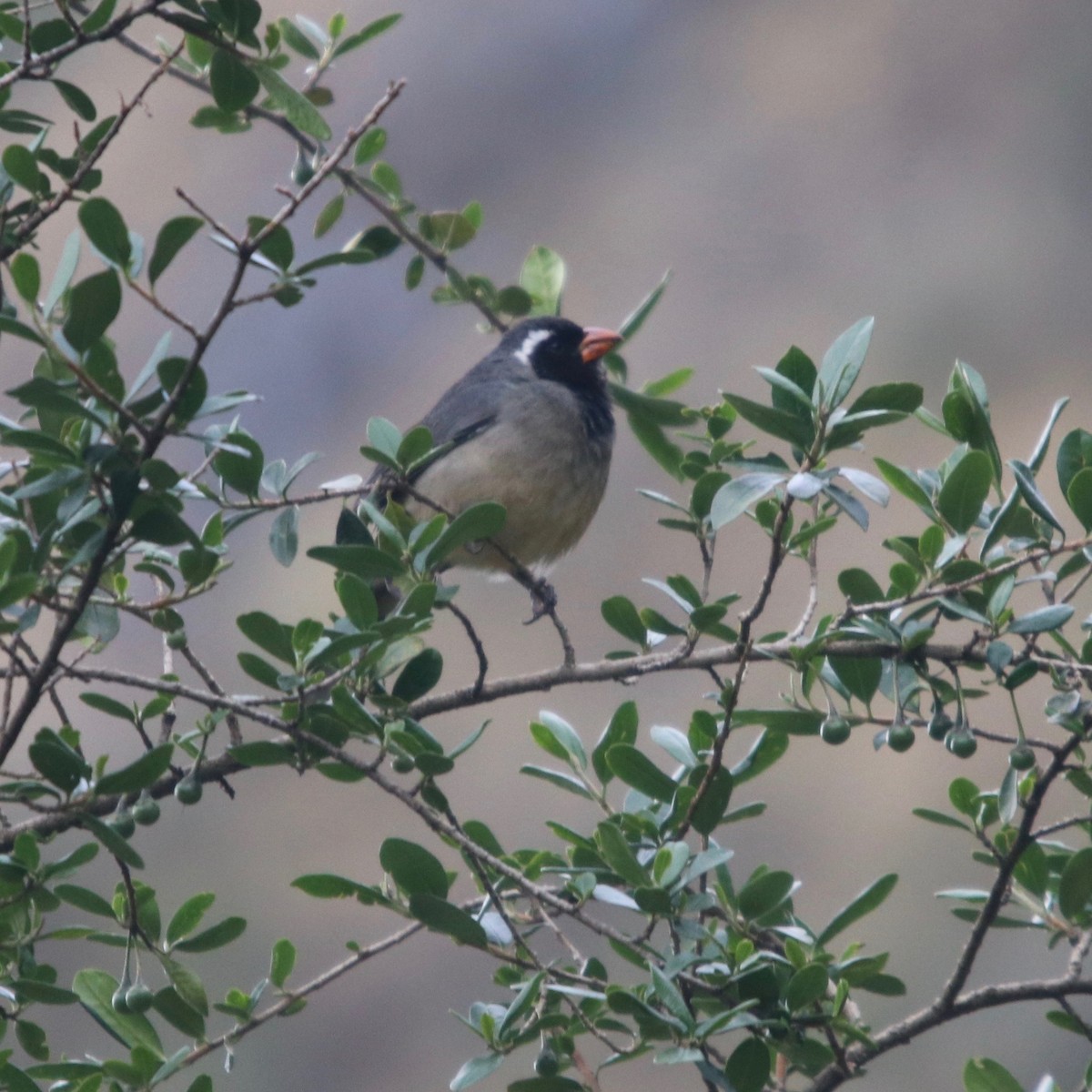 Golden-billed Saltator - ML130204551