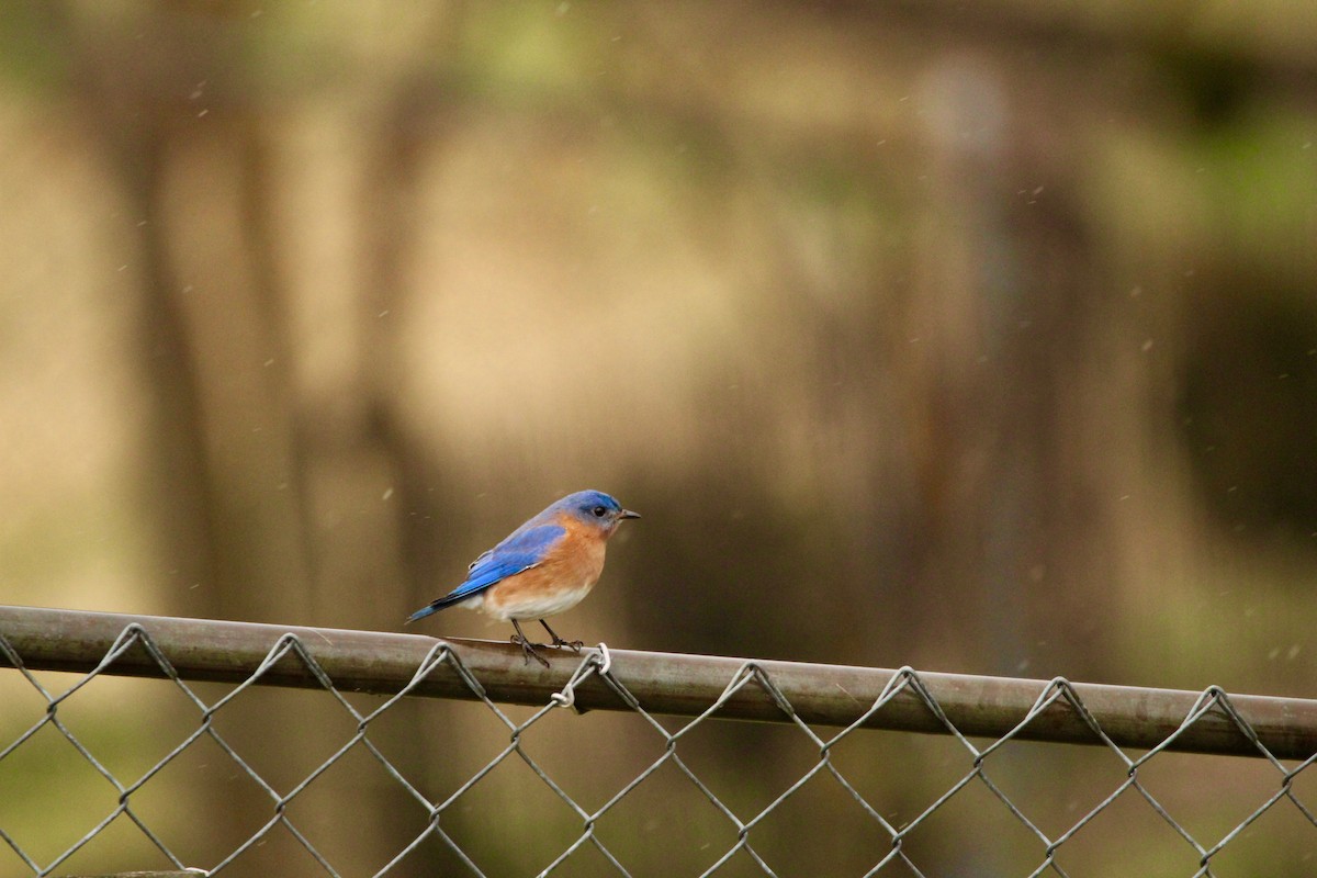 Eastern Bluebird - ML130205671
