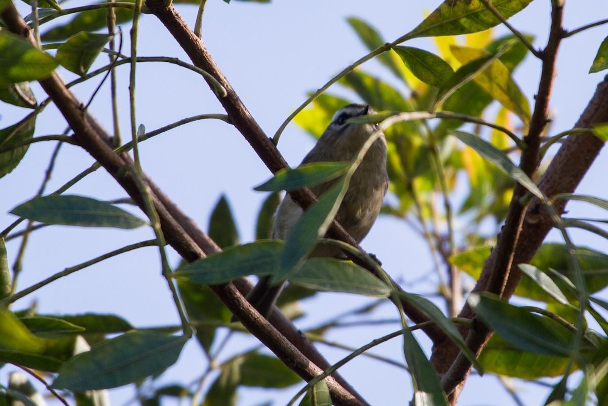 Golden-crowned Kinglet - ML130206691