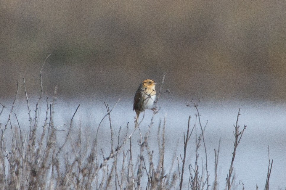 Nelson's Sparrow - Brad Dawson